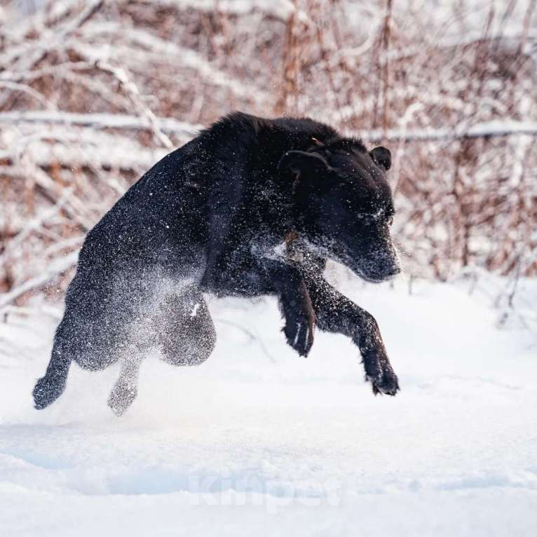 Собаки в Сергиеве Посаде: Классный Палкан ищет дом Мальчик, 10 руб. - фото 2