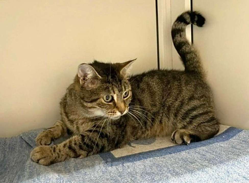 Кошки в Санкт-Петербурге: Котенок Пушик ищет дом Мальчик, Бесплатно - фото 3