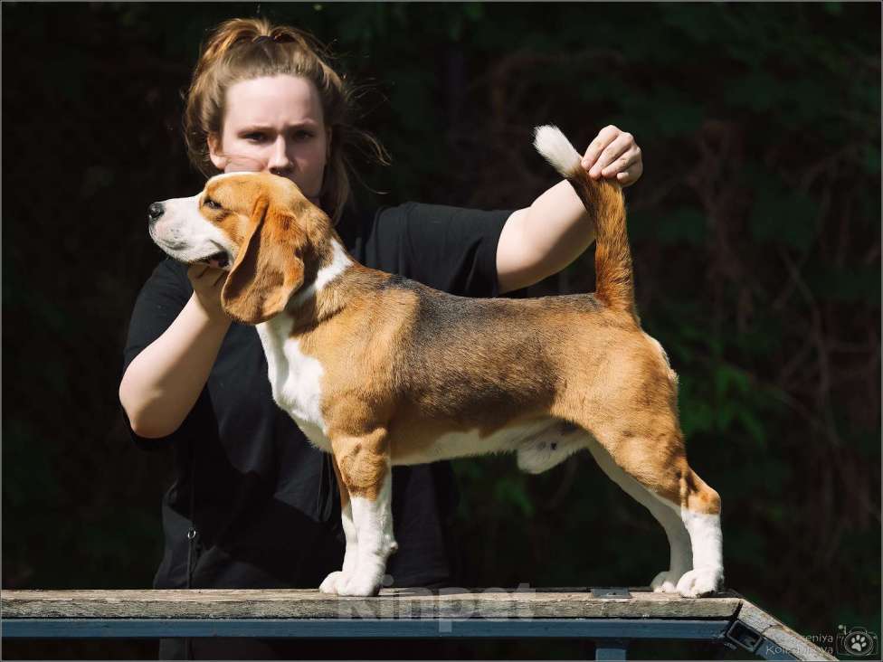 Собаки в Самаре: Бигль вязка  Мальчик, 50 000 руб. - фото 1