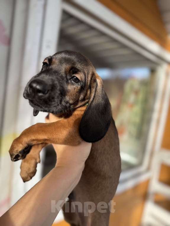 Собаки в Санкт-Петербурге: Щенок редкой породы Баварской горной гончей Мальчик, 80 000 руб. - фото 8