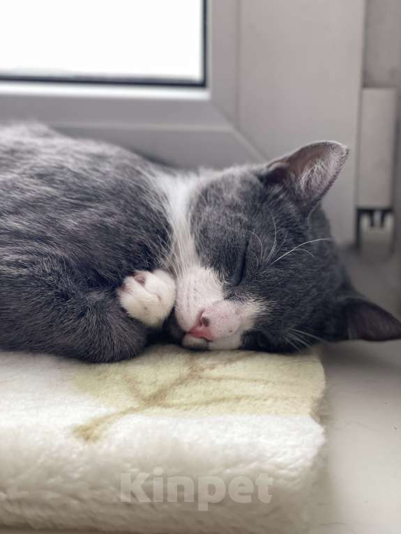 Кошки в Кудрово: Принцесса Марселла в поисках своего "королевства" :) Девочка, Бесплатно - фото 3