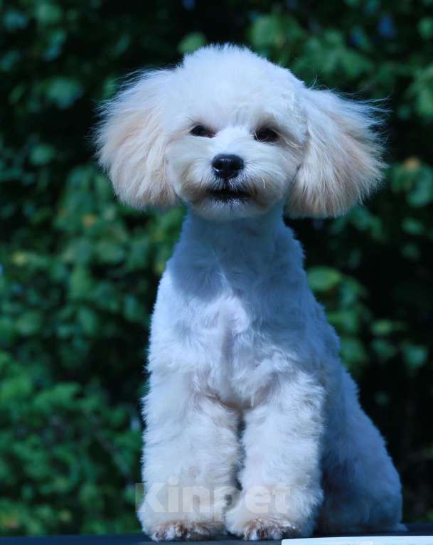 Собаки в Москве: мальтипу Ф1 щенки мини Мальчик, 70 000 руб. - фото 2