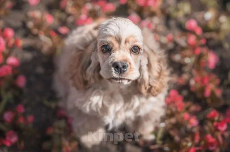 Собаки в Москве: Американский кокер спаниель  Девочка, 100 000 руб. - фото 4