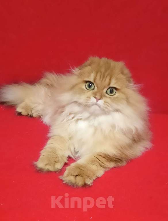 Кошки в Москве: Золотой мраморный котик хайленд Мальчик, 20 000 руб. - фото 8