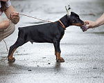 Собаки в Зеленограде: Доберман, крупный кобель 2 мес  Мальчик, 100 000 руб. - фото 3