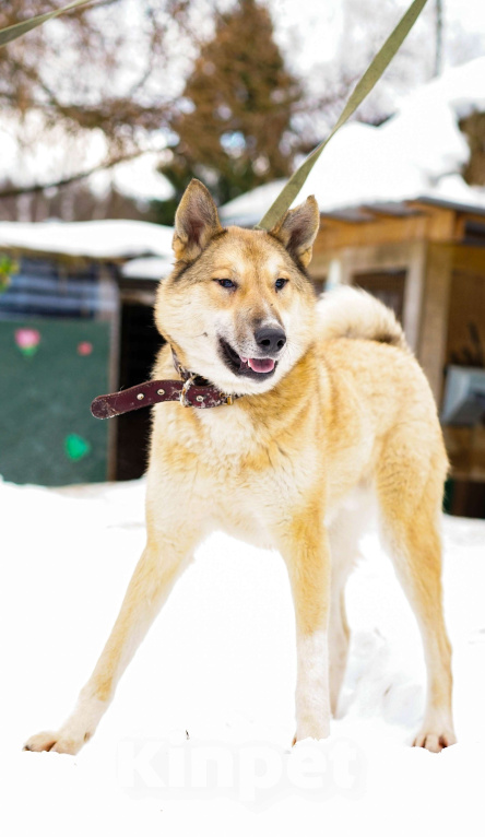 Собаки в других городах Московской области: Деймон. Пёс, который видит сердцем. Мальчик, Бесплатно - фото 6