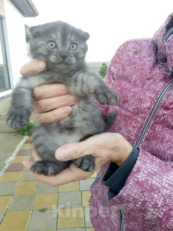 Кошки в других городах Краснодарского края: Котята шотландской вислоухой Мальчик, 3 000 руб. - фото 1