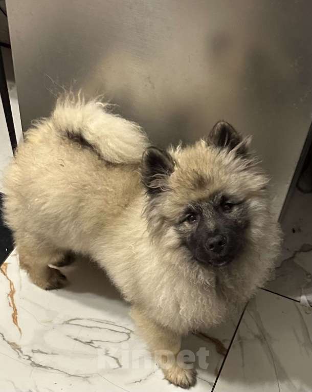 Собаки в Москве: Джоув Божественный Из Воронцовского Дворца  Мальчик, 50 000 руб. - фото 3