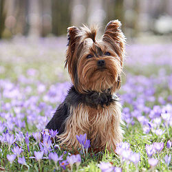 Йоркширский терьер Йоркширский терьер