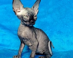Кошки в Королеве: Очаровательный сфинксеныш из питомника Мальчик, 60 000 руб. - фото 2