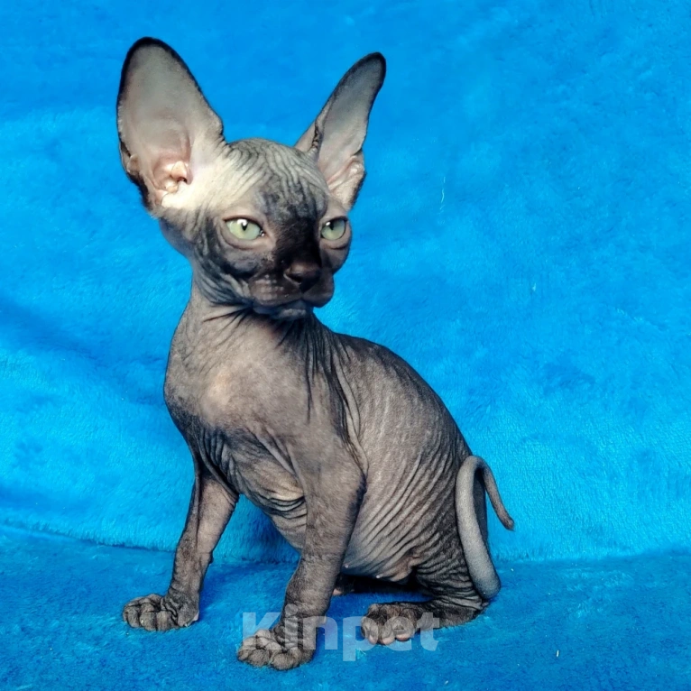 Кошки в Королеве: Очаровательный сфинксеныш из питомника Мальчик, 60 000 руб. - фото 2