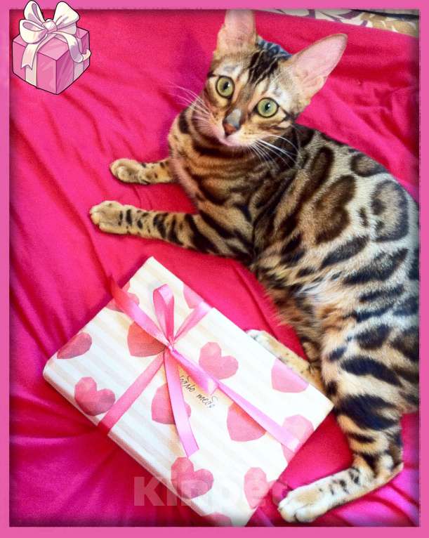 Кошки в Новосибирске: Клубные ласковые бенгальские котята девочки Девочка, 20 000 руб. - фото 7