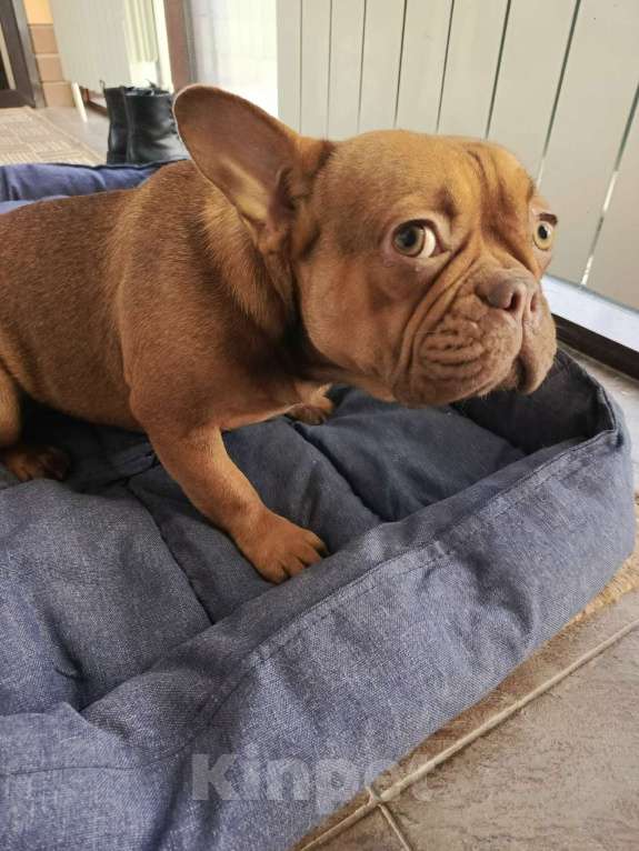 Собаки в Тюмени: французский бульдог девочка Девочка, Бесплатно - фото 7
