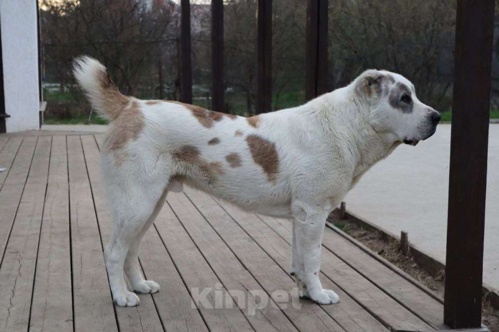 Собаки в Краснодаре: Кобель САО (вязка) Мальчик, Бесплатно - фото 1