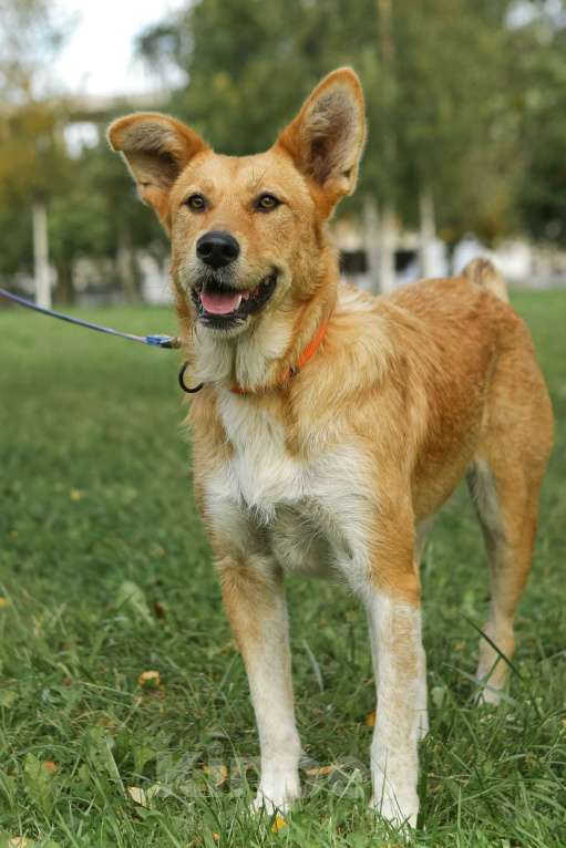 Собаки в Санкт-Петербурге: Совершенно чудесная, добрая и милая молодая собака Девочка, Бесплатно - фото 3