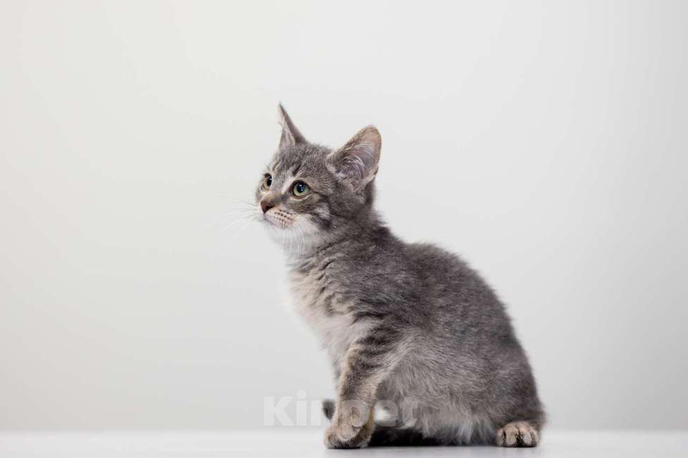 Кошки в Москве: Стич Мальчик, Бесплатно - фото 2