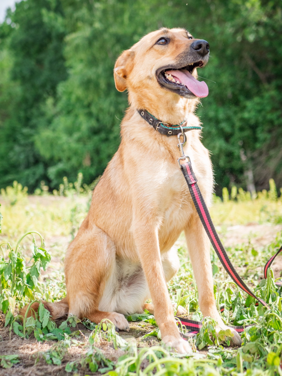 Собаки в Москве: Добрая и ласковая Асти Девочка, Бесплатно - фото 9