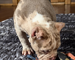 Собаки в Лыткарино: AMERICAN BULLY   девочка Девочка, 65 000 руб. - фото 8