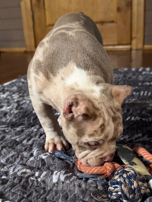 Собаки в Лыткарино: AMERICAN BULLY   девочка Девочка, 65 000 руб. - фото 8
