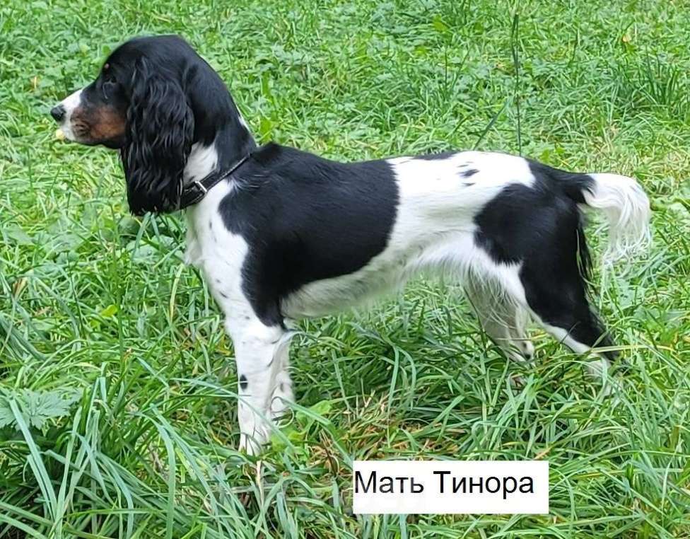 Собаки в Подольске: Щенок русского охотничьего спаниеля Мальчик, Бесплатно - фото 4