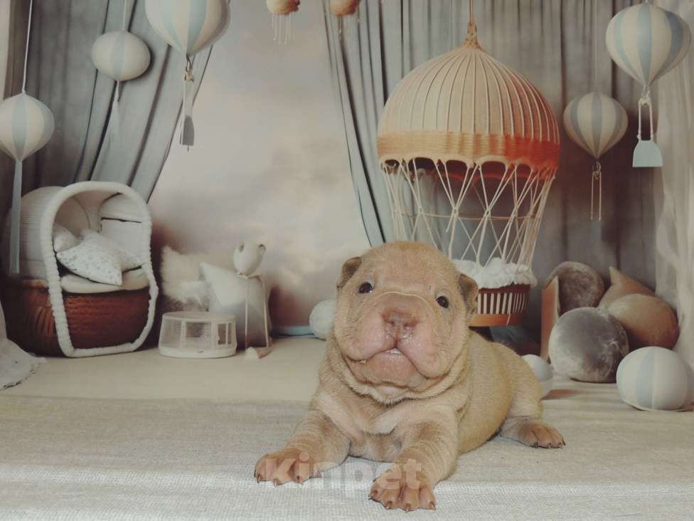 Собаки в Москве: Щенок шарпея Шат Шьюн Пан Марципан из питомника Мальчик, Бесплатно - фото 2