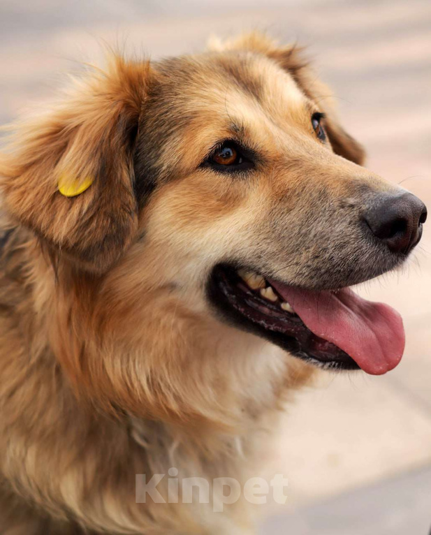 Собаки в Балашихе: Пушистая красотка Паппи в поиске дома Девочка, Бесплатно - фото 8