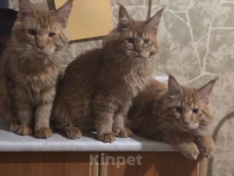 Кошки в Москве: В продаже мальчики породы Мейн кун Мальчик, 30 руб. - фото 1