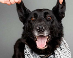 Собаки в Москве: Небольшая черная собачка Эльза в добрые руки Девочка, 1 руб. - фото 1