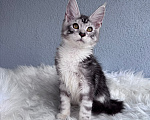 Кошки в Кудрово: Котенок мейн-кун, мальчик , шейдед линия Мальчик, Бесплатно - фото 7