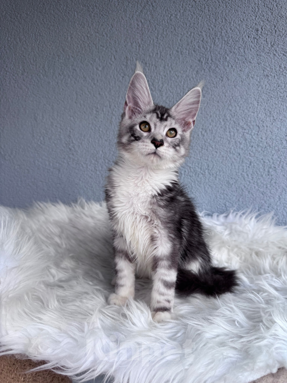 Кошки в Кудрово: Котенок мейн-кун, мальчик , шейдед линия Мальчик, Бесплатно - фото 7