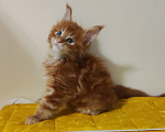 Кошки в Санкт-Петербурге: Котенок мейн кун из питомника 🍀 Девочка, 85 000 руб. - фото 1