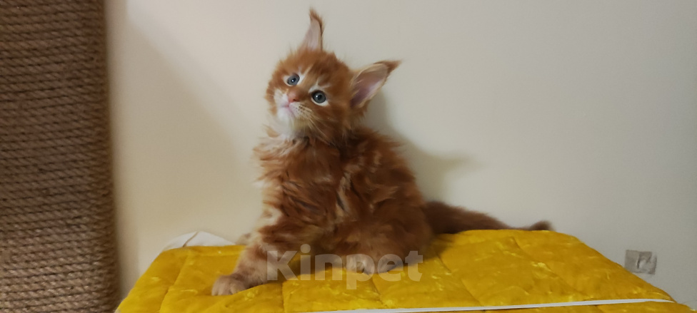 Кошки в Санкт-Петербурге: Котенок мейн кун из питомника 🍀 Девочка, 85 000 руб. - фото 1