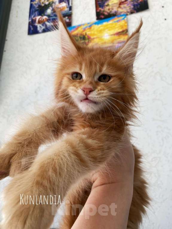 Кошки в Екатеринбурге: котенок мейн-кун Девочка, 35 000 руб. - фото 4