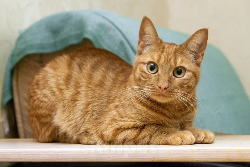 Кошки в Реутове: Взрослая кошка в добрые руки Девочка, Бесплатно - фото 1