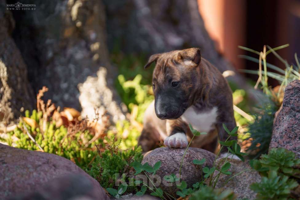 Собаки в Москве: Миниатюрный бультерьер щенок Девочка, Бесплатно - фото 5