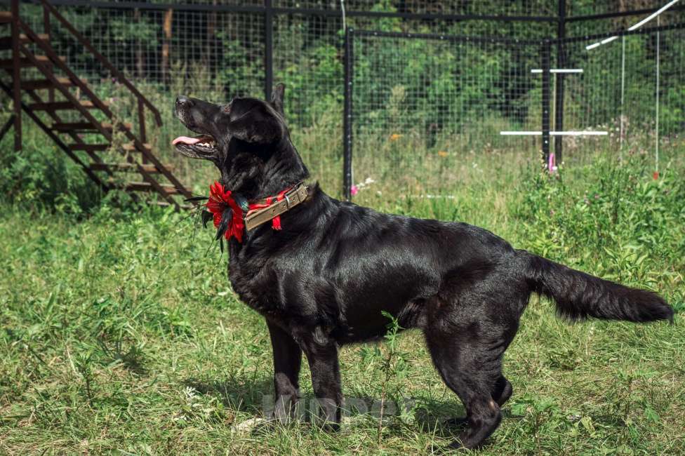 Собаки в Москве: Кьра, собака 7 лет Девочка, Бесплатно - фото 5