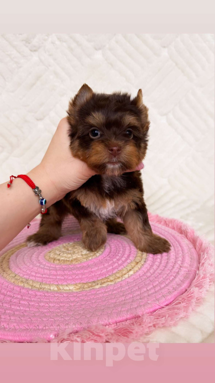 Собаки в Москве: Девочка милашка  Девочка, 70 000 руб. - фото 4