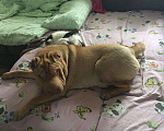 Собаки в Томске: Шарпей в добрые руки Мальчик, Бесплатно - фото 3
