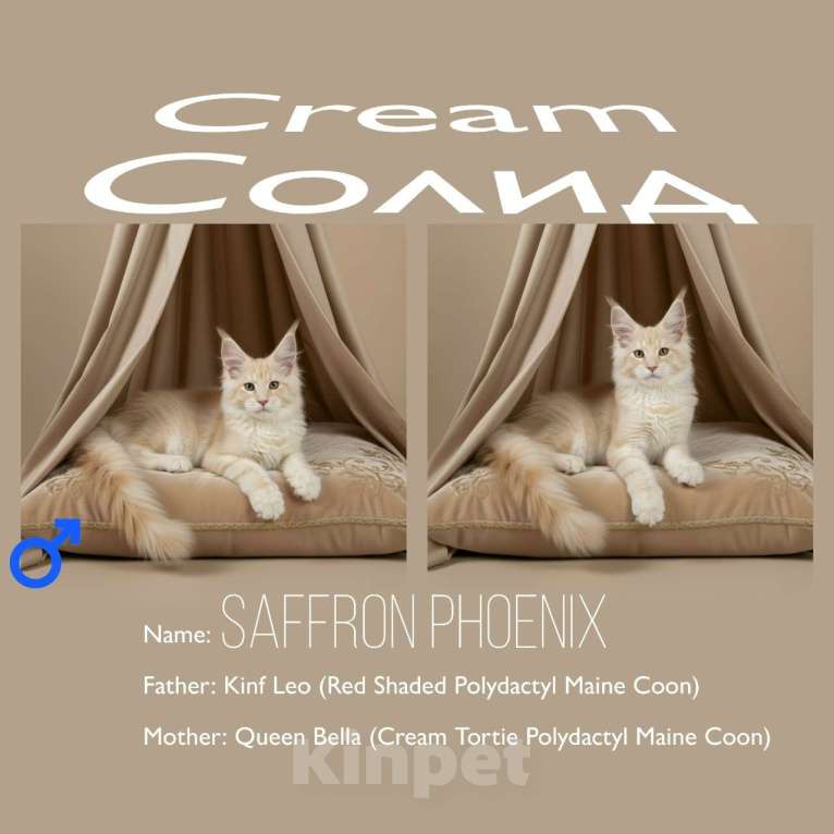 Кошки в Москве: Котёнок Saffron Gold - Cream Solid (Polydactyl) Мальчик, 40 000 руб. - фото 1