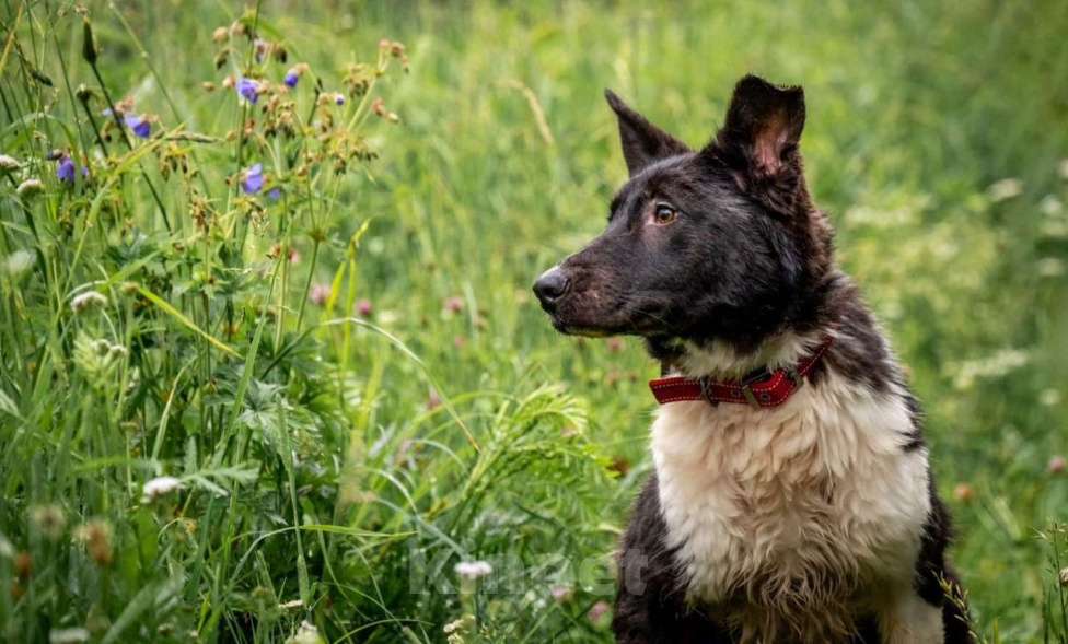 Собаки в других городах Владимирской области: Красивая собака коротколапик в добрые руки Девочка, Бесплатно - фото 3