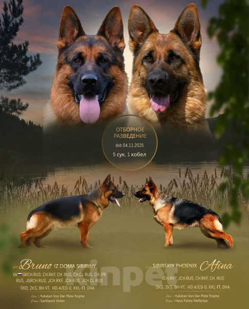 Собаки в Кемерово: Щенки немецкой овчарки Мальчик, 70 000 руб. - фото 3