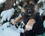 Собаки в Екатеринбурге: Одно месячные щенки Мальчик, Бесплатно - фото 2