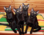 Кошки в Калуге: Малыши черныши. Веселые черные котята в добрые руки. Мальчик, Бесплатно - фото 4