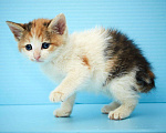 Кошки в Ливны: Котенок в надёжные и любящие руки!!, 50 руб. - фото 3