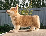Собаки в Можайске: Вельш-корги пемброк Миднайт Раннэрлавэр Мальчик, 70 000 руб. - фото 3