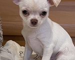 Собаки в Москве: Мальчик мини белый Мальчик, 40 000 руб. - фото 1