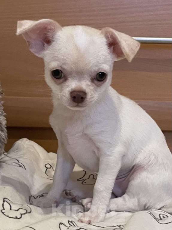 Собаки в Москве: Мальчик мини белый Мальчик, 40 000 руб. - фото 1