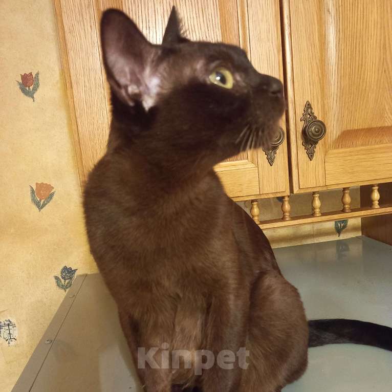 Кошки в Санкт-Петербурге: Бурманская девочка. Девочка, 5 000 руб. - фото 3