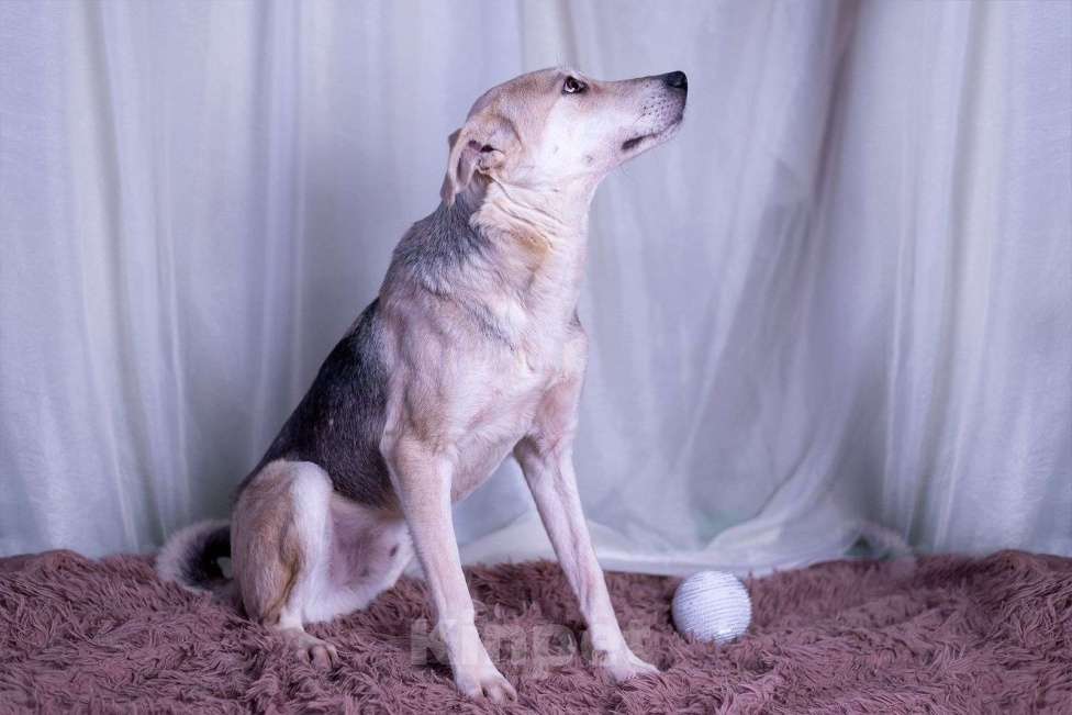 Собаки в других городах Московской области: Барри мальчик Мальчик, Бесплатно - фото 6