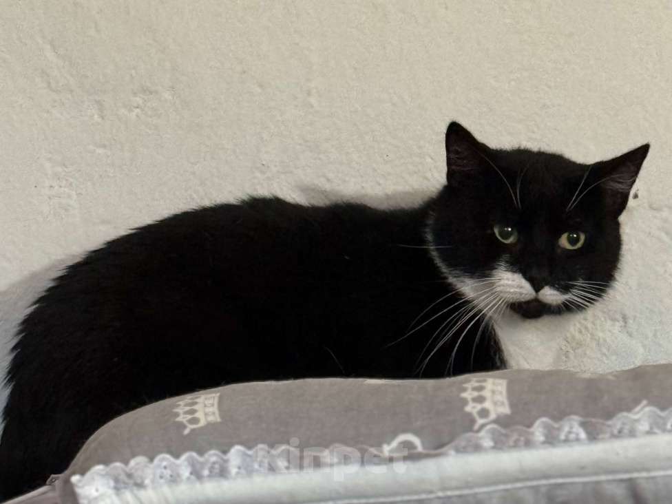 Кошки в Санкт-Петербурге: Маркиз из приюта в добрые руки Мальчик, Бесплатно - фото 8